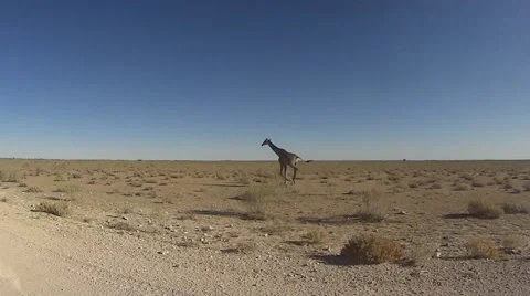 Giraffe running Stock Footage 65468515
