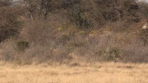 Giraffe running Video stock 105330167