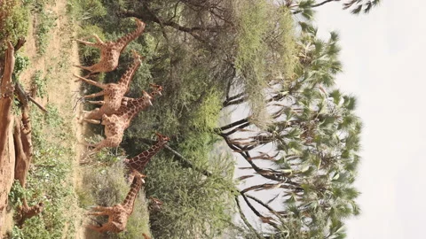 Giraffe Running Vídeos de archivo 234678973