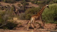 Giraffe Running In Grassland Of Ranch Stock Footage