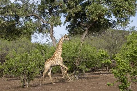 Giraffe Running through the Brush in Botswana Stock Photos