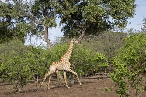 Giraffe Running through the Brush in Botswana Foto stock
