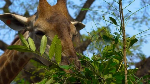 A giraffe in a safari park eats tree leaves Stock Footage 88387762