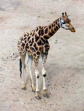 Giraffe on sandy soil Stock Photos