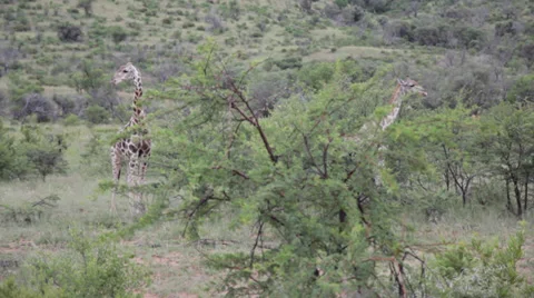 Giraffe in the Savanna Video stock 39886278