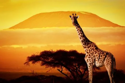 Giraffe on savanna landscape background and mount kilimanjaro at sunset Stock Photos