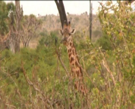 Giraffe in savannah Video stock 549732
