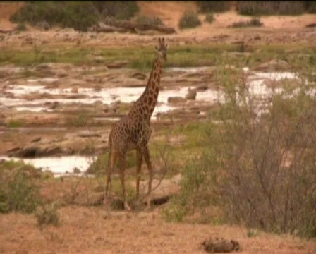 Giraffe in savannah  Stock Footage 549733