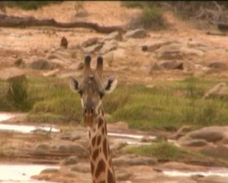 Giraffe in savannah  Video stock 549736