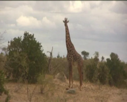 Giraffe in savannah  Video stock 549741