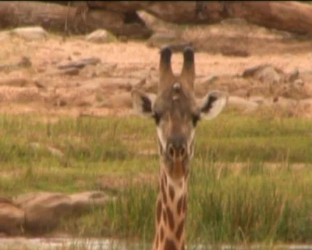 Giraffe in savannah Stock Footage 549743
