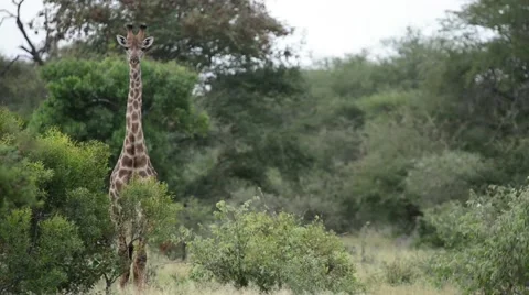 Giraffe in the savannah 스톡 동영상 50367460