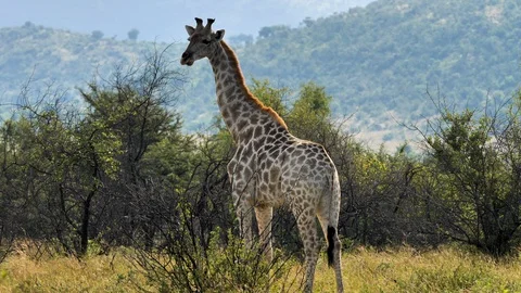 Giraffe in the Savannah Stockbeeldmateriaal 101006053