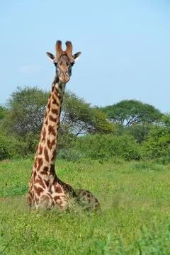 Giraffe in savannah Stock Photos