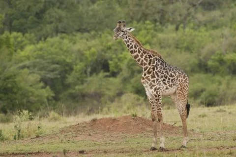 Giraffe in the Savannah Stock Photos