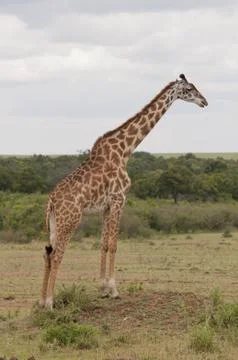 Giraffe in the Savannah Stock Photos