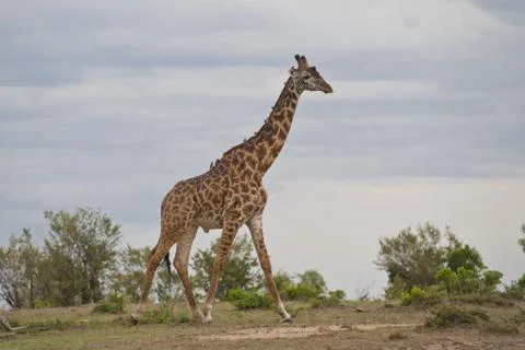 Giraffe in the Savannah Stock Photos