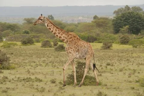 Giraffe in the Savannah Stock Photos