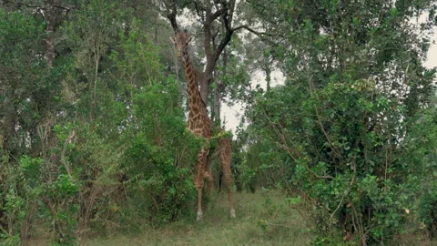 Giraffe scratching its belly on a bush in Kenya Stock Footage 328193553