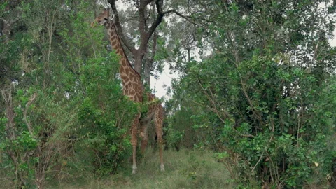 Giraffe scratching its belly on a bush in Kenya Stock Footage 328193813