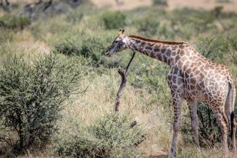 Giraffe scratching itself on a dead tree. Stock Photos
