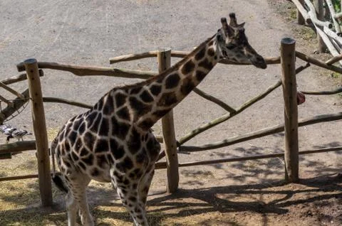 Giraffe seen from the side in the sand Stock Photos