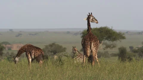 Giraffe Serengeti compilation - 5clips Stockbeeldmateriaal 22653011