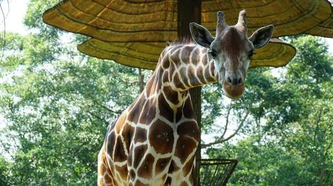 Giraffe in the Shade Stock Photos