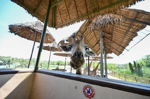 Giraffe in the shade at the zoo. Stock Photos
