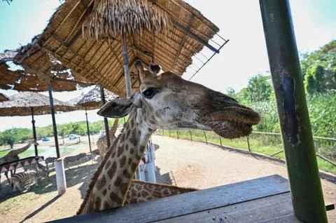 Giraffe in the shade at the zoo. Stock Photos