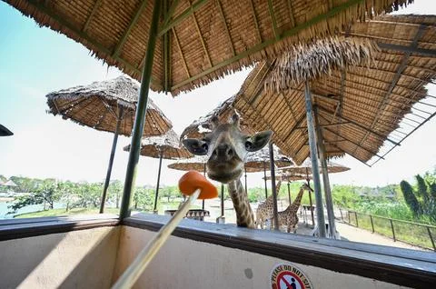 Giraffe in the shade at the zoo. Stock Photos