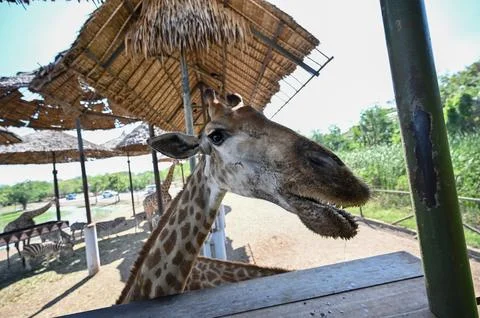 Giraffe in the shade at the zoo. Foto stock