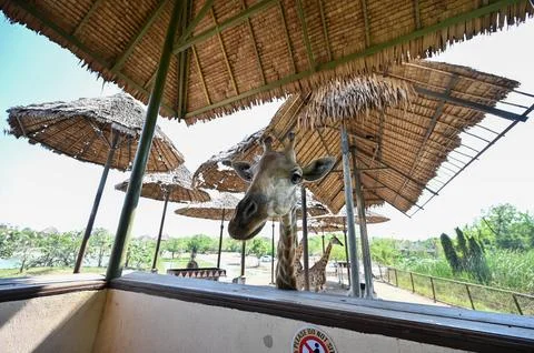 Giraffe in the shade at the zoo. Stock Photos