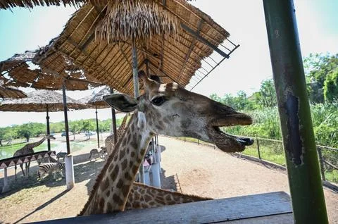 Giraffe in the shade at the zoo. Stock Photos