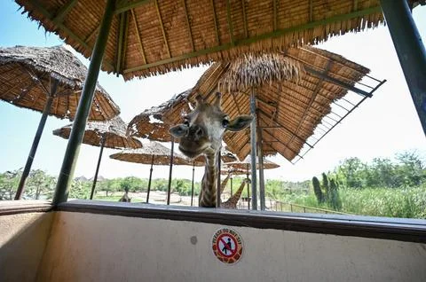 Giraffe in the shade at the zoo. Stock Photos