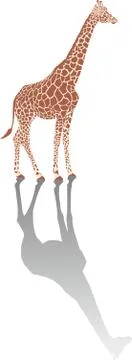 Giraffe with shadow Stock-Illustration