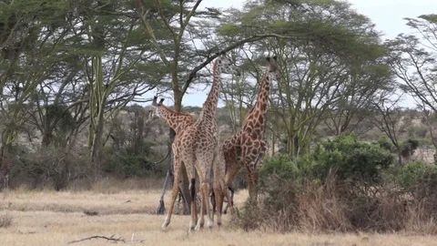 Giraffe Shakes Head 動画素材 70607351