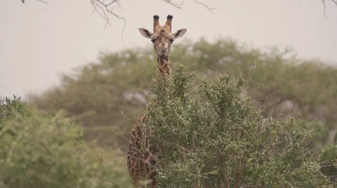 Giraffe shaking head  Stock Footage 33529130