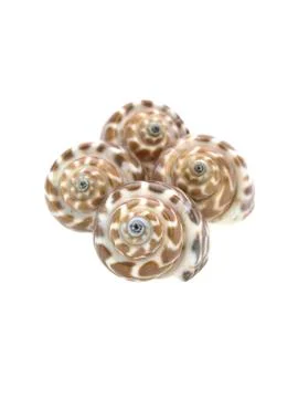 Giraffe shell group Stock Photos