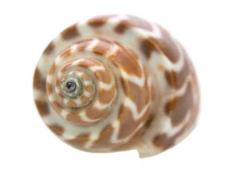 Giraffe shell Stock Photos