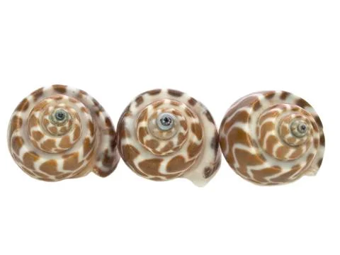 Giraffe shell trio Foto stock
