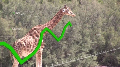 Giraffe shifting while jagged graph entering lower-left and crossing flank Stock Footage 333033596