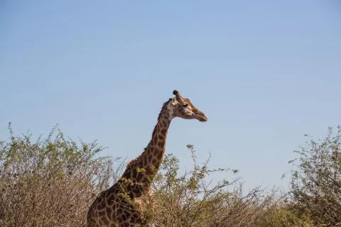 Giraffe from the side with blue sky background Foto stock