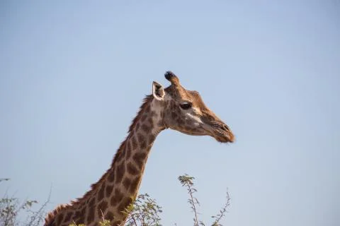 Giraffe from the side Stock Photos
