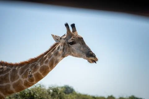 Giraffe side profile chewing in Chobe National Park savanna Stock Photos