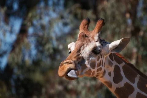 Giraffe side tongue Stock Photos