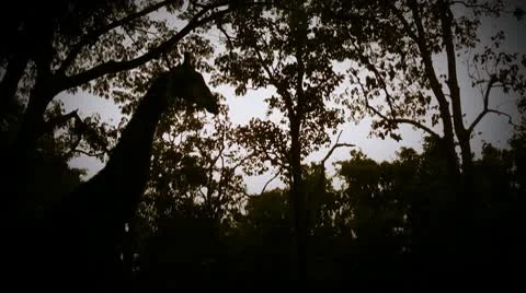Giraffe silhouette Vídeo Stock 10560205