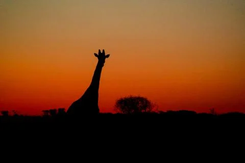 Giraffe Silhouette Stock Photos