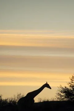 Giraffe silhouette Stock Photos