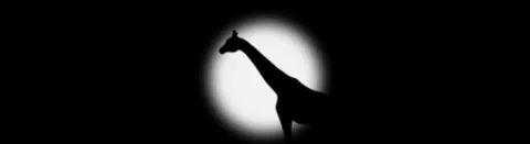 Giraffe Silhouette Standing In Spotlight Vídeo Stock 335225689